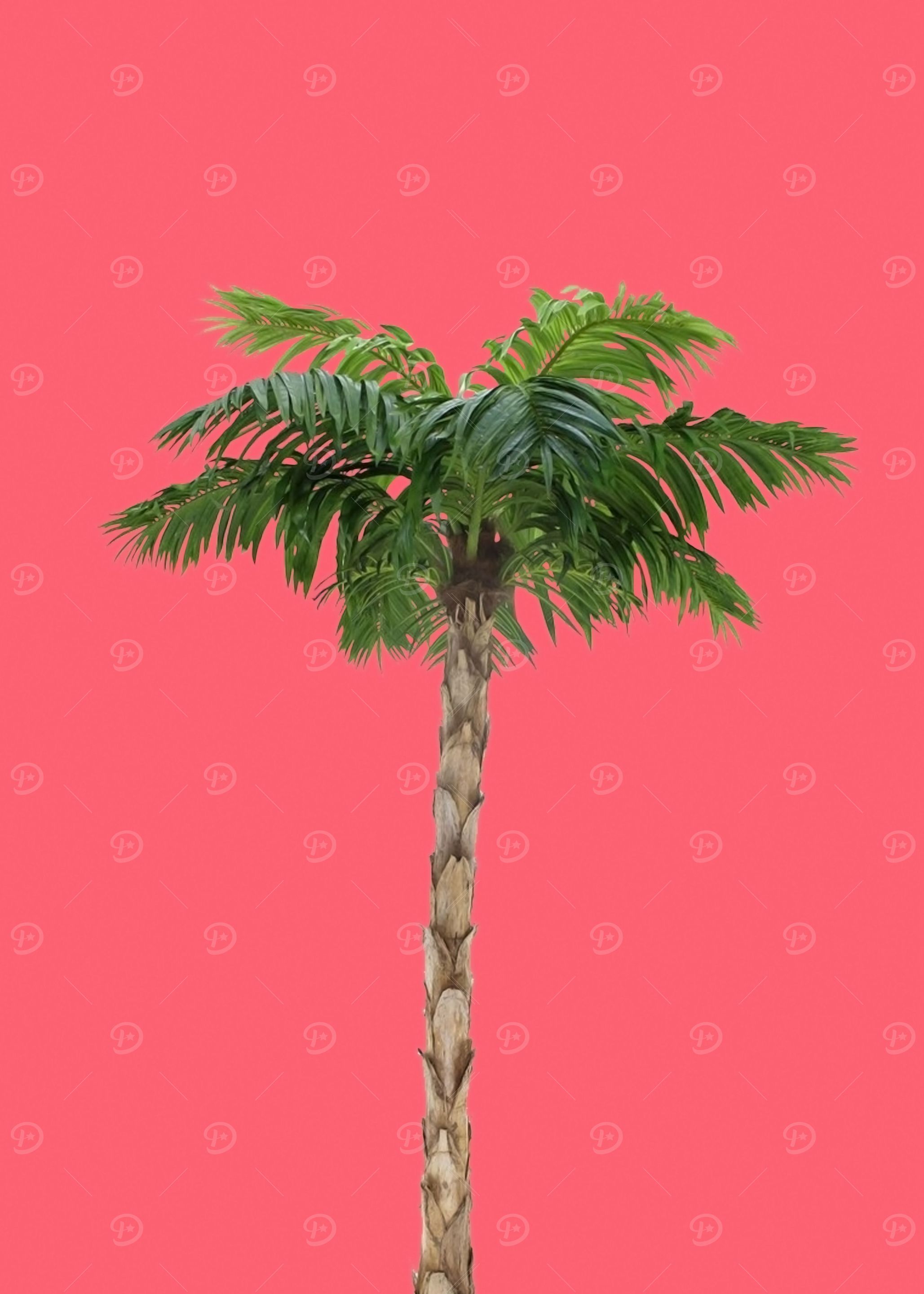 Palm tree