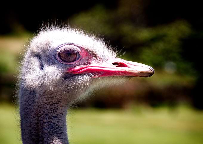 Ostrich Left