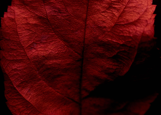 Everlasting II