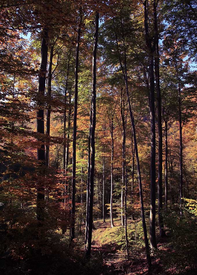 Forest
