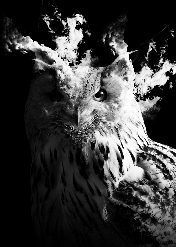 Owl Eyes