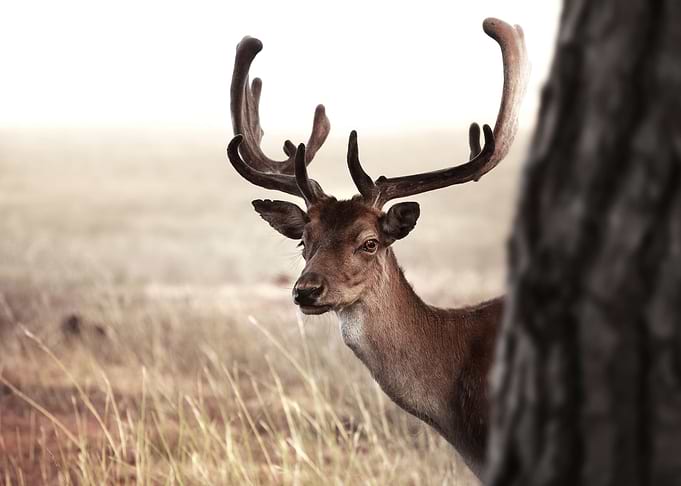 Wild deer
