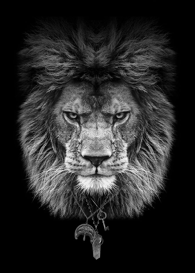 Lion head black and white