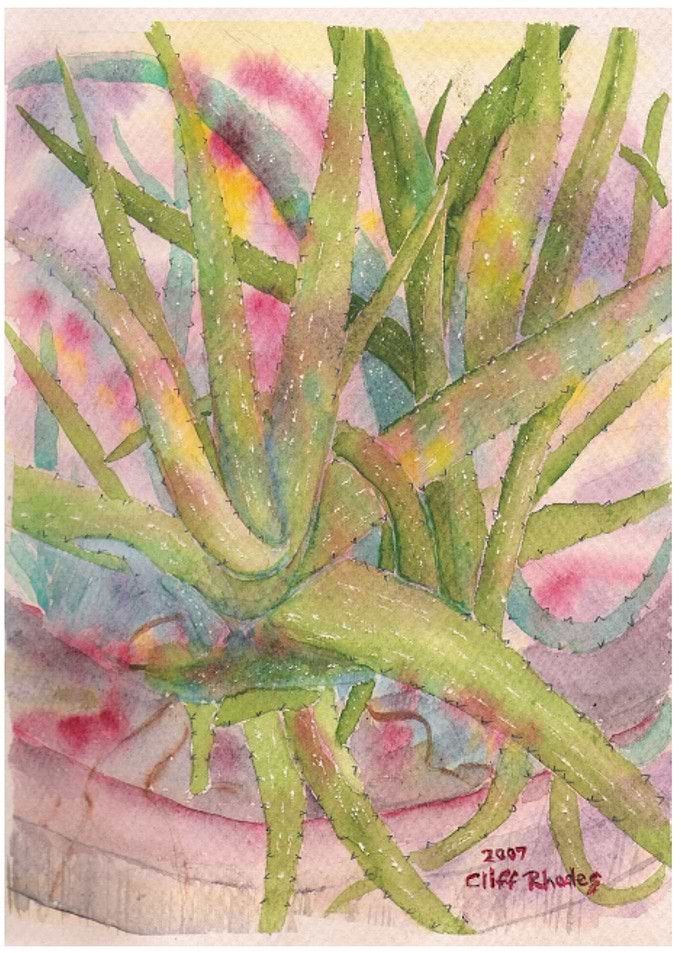 Aloe Vera 2