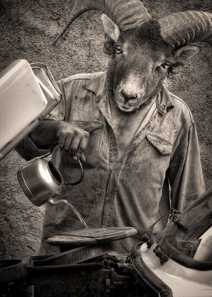 Goat Head V