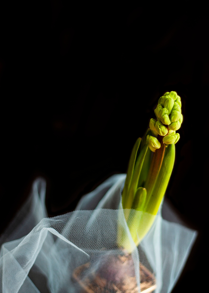 Blurred Hyacinth in a Pot