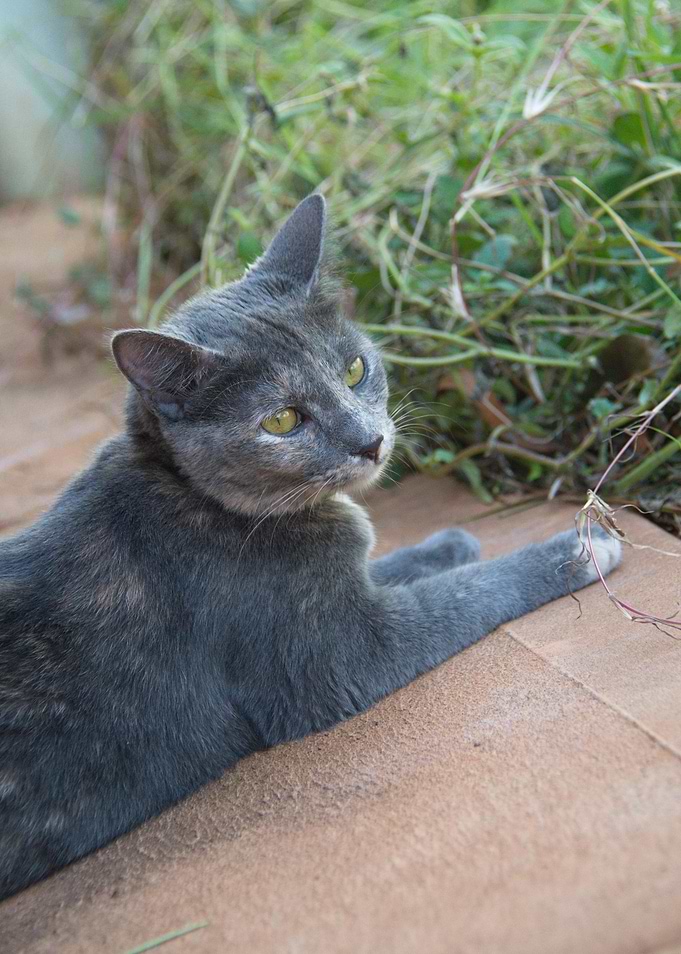Pip