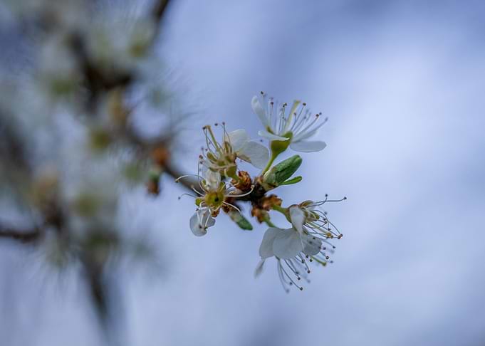 Spring blossom