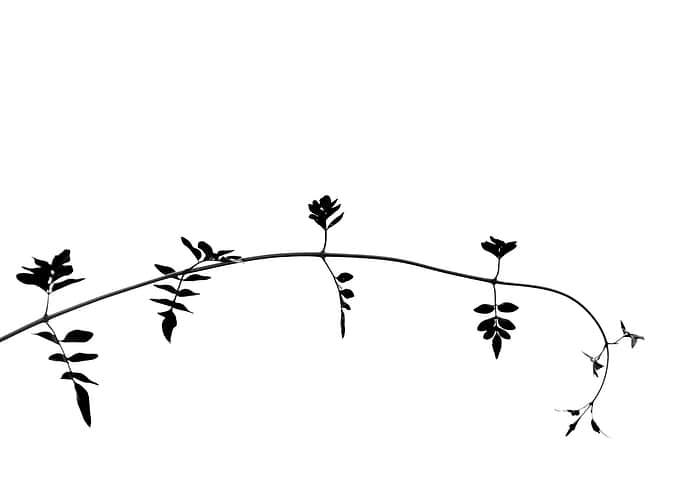 Branch