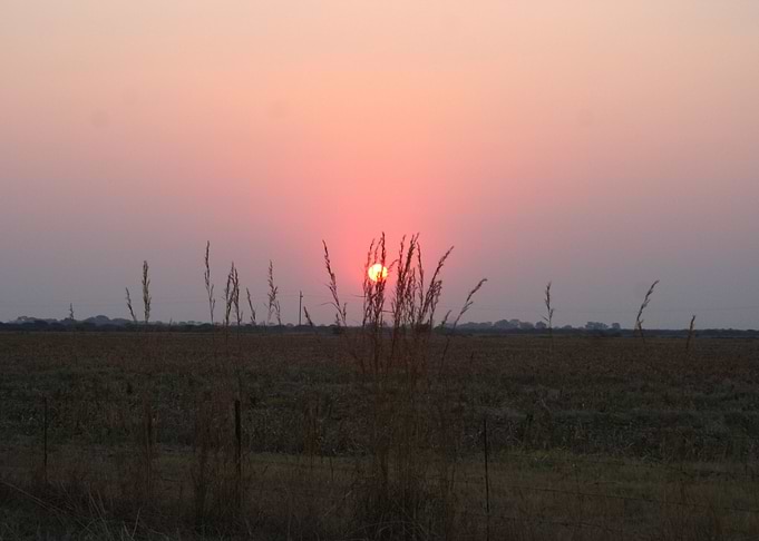 Sunset through grass