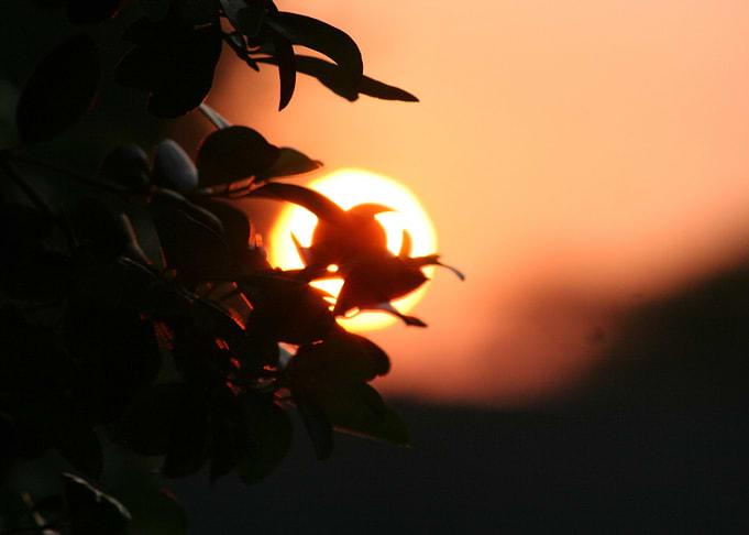 Sunrise through leaves