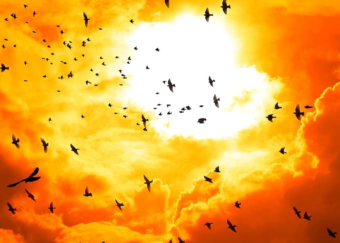 birds flying into sun