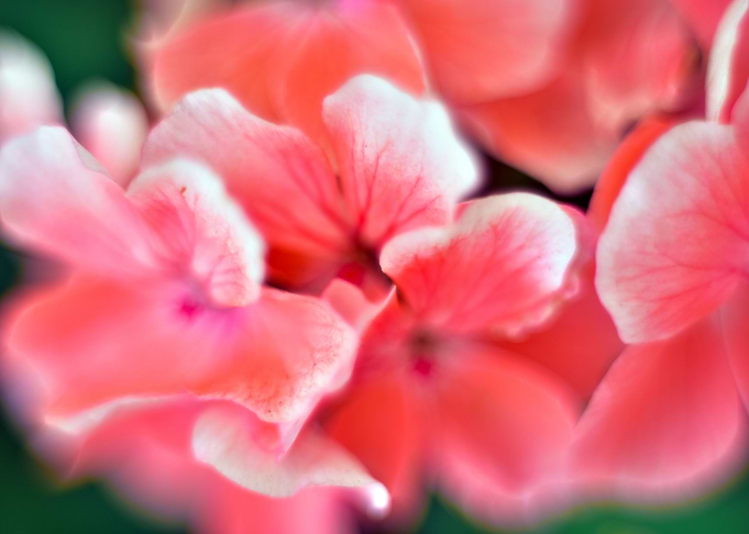 tiny pink flower