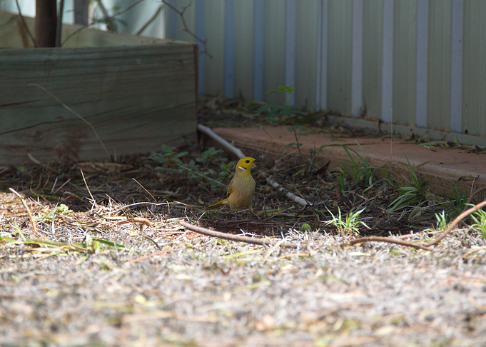 Whiteplumed Honeyeater