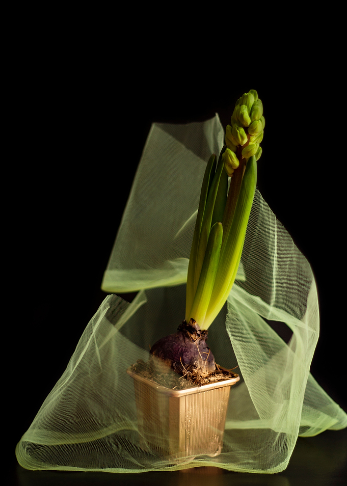 Hyacinth