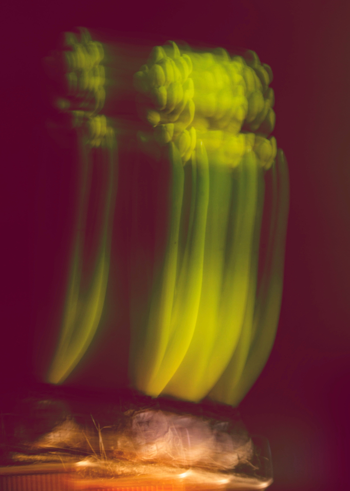 Blurred Hyacinth in