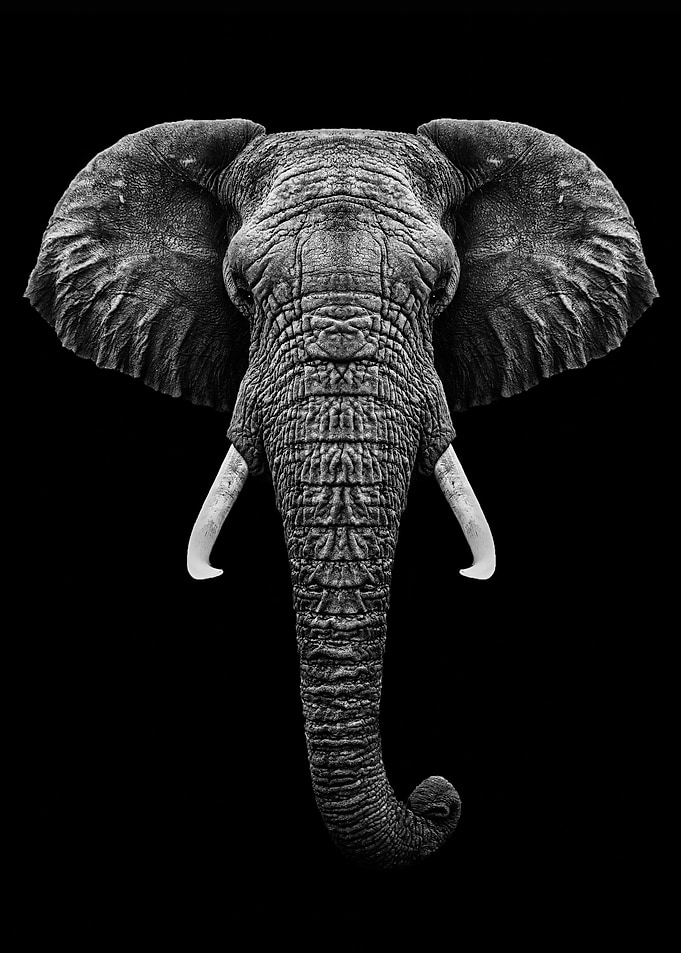 Elephant head with horns