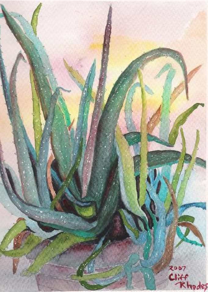 Aloe Vera 3