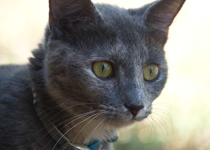 Pip