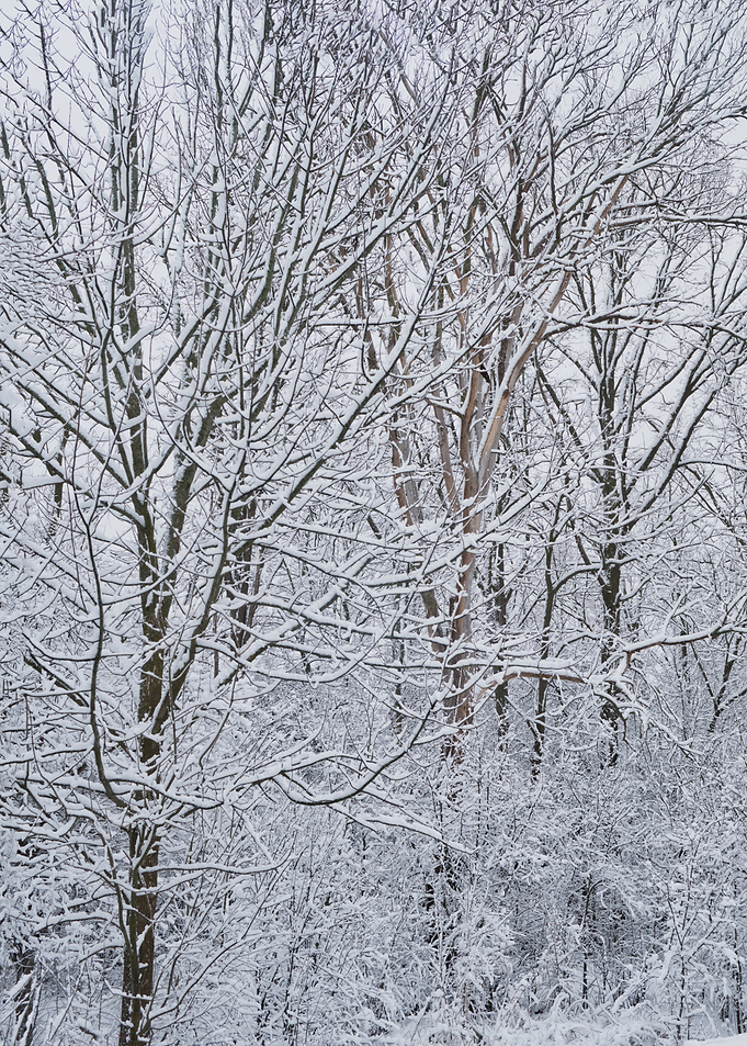 Canadian winter landscape