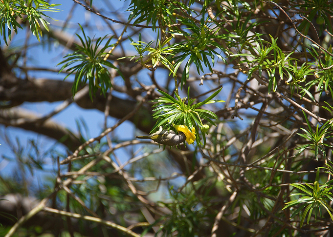 Whiteplumed Honeyeater