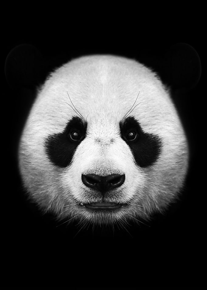 cool panda poster
