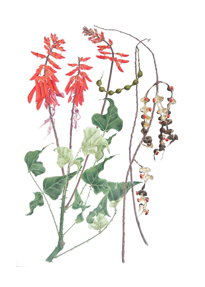 Erythrina humeana