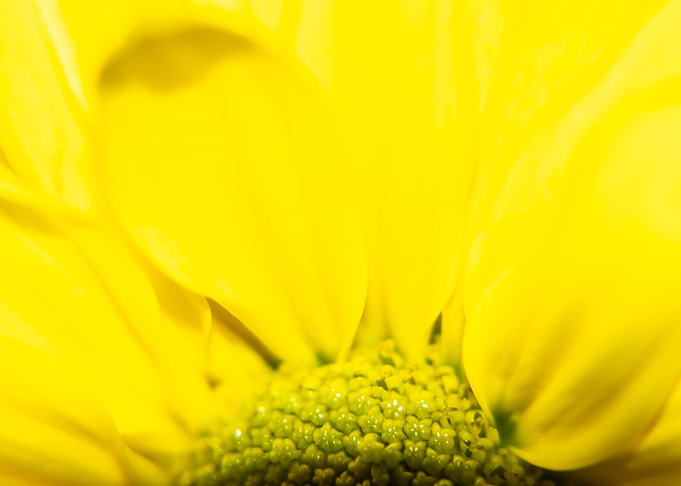Yellow daily