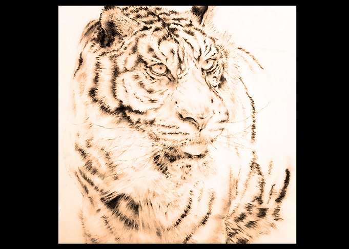 tiger watching