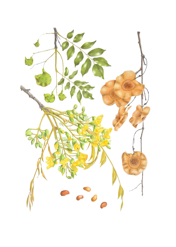 Pterocarpus angolensis