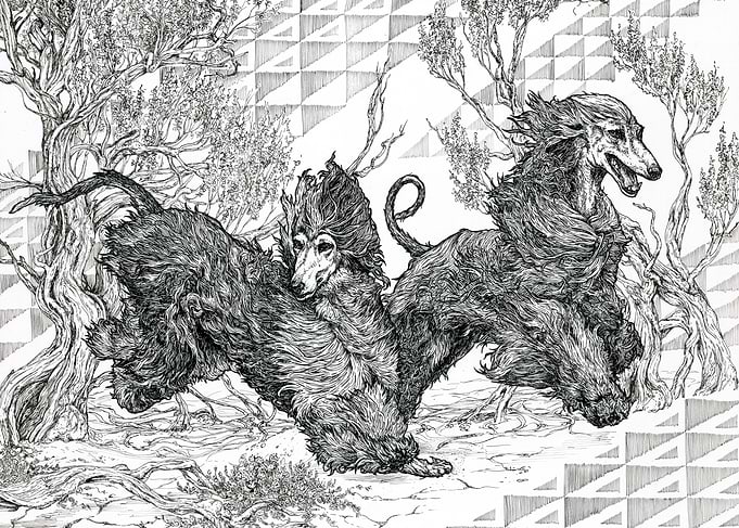 Afgan Hounds