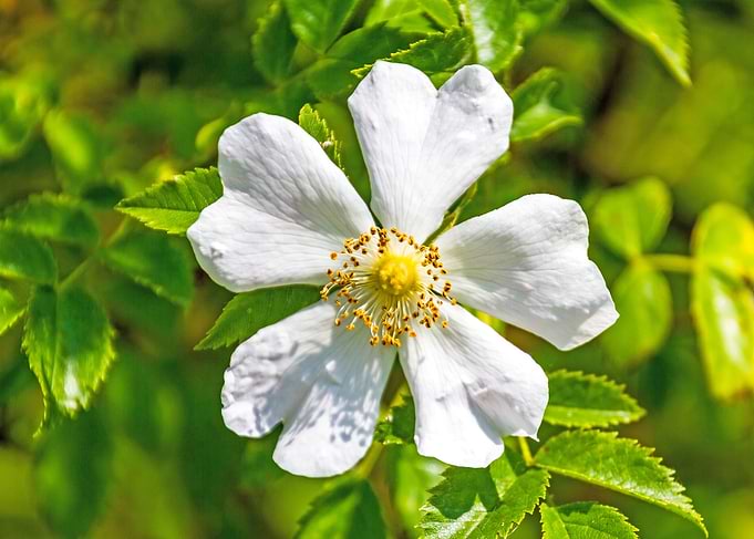 Spring Flower