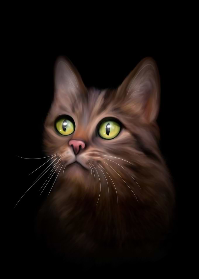 kitty on the black