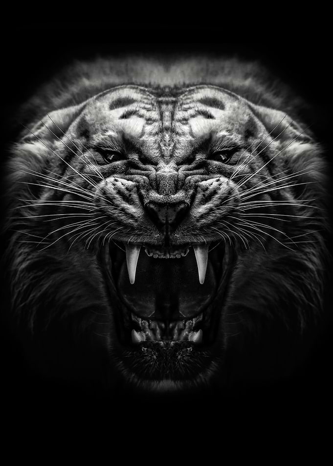 angry Tiger poster