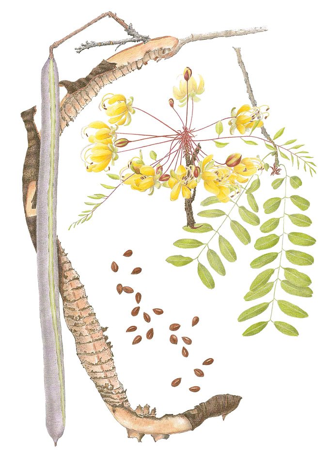 Cassia abbreviata