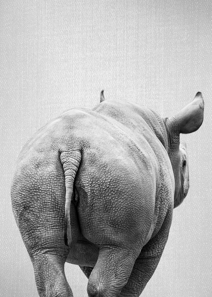 Rhino Tail BW
