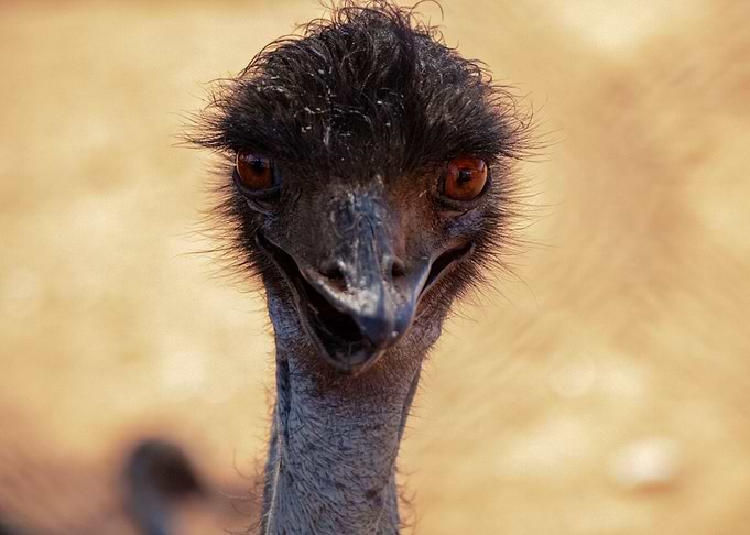 Emu