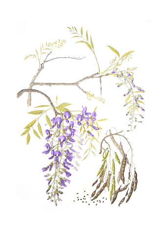 Bolusanthus speciosus