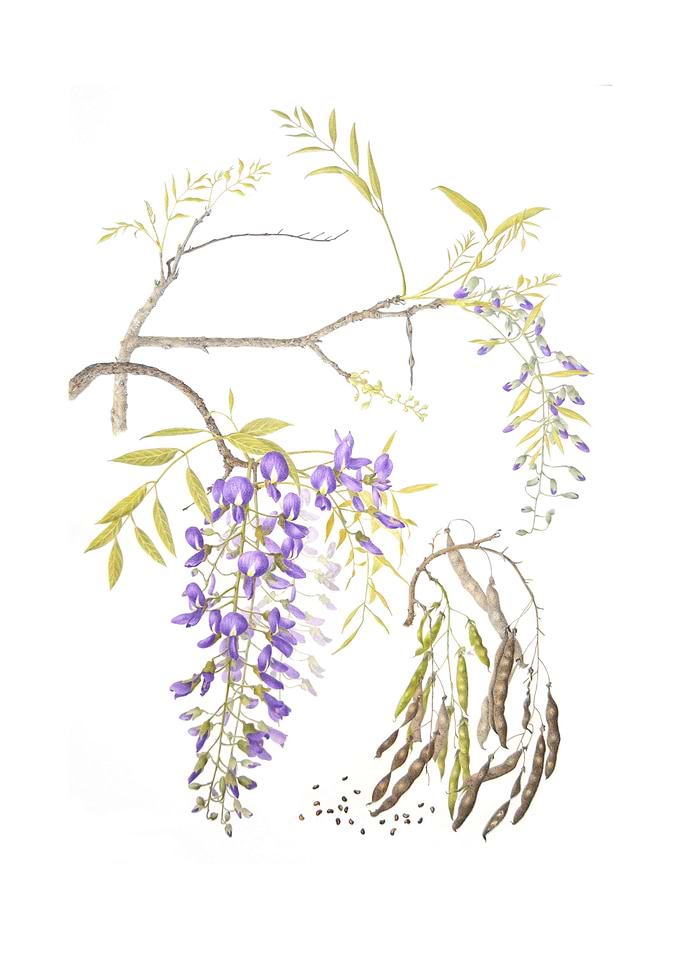 Bolusanthus speciosus