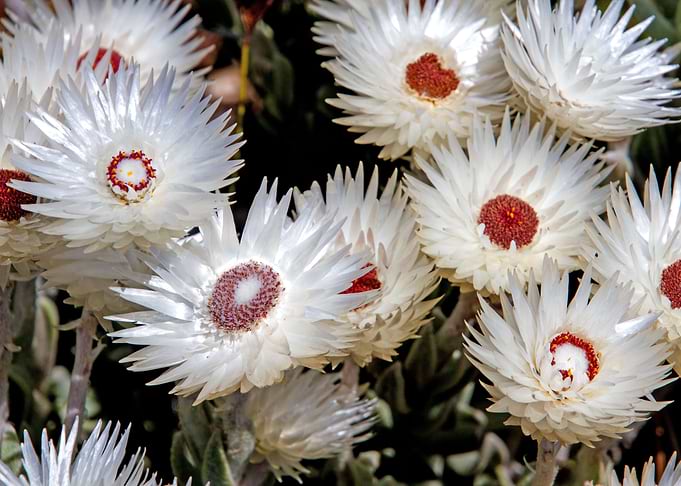 Happy Flowers