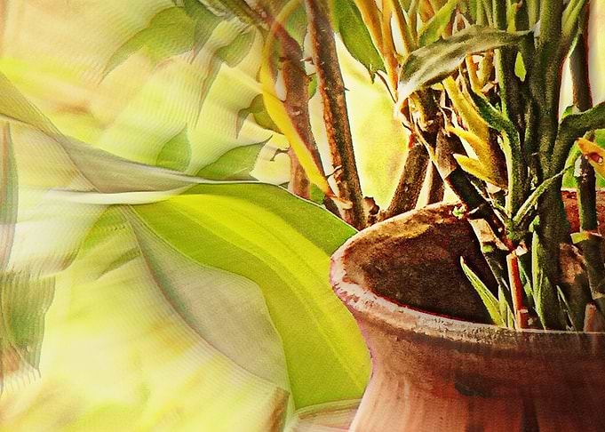 Bamboo Pot