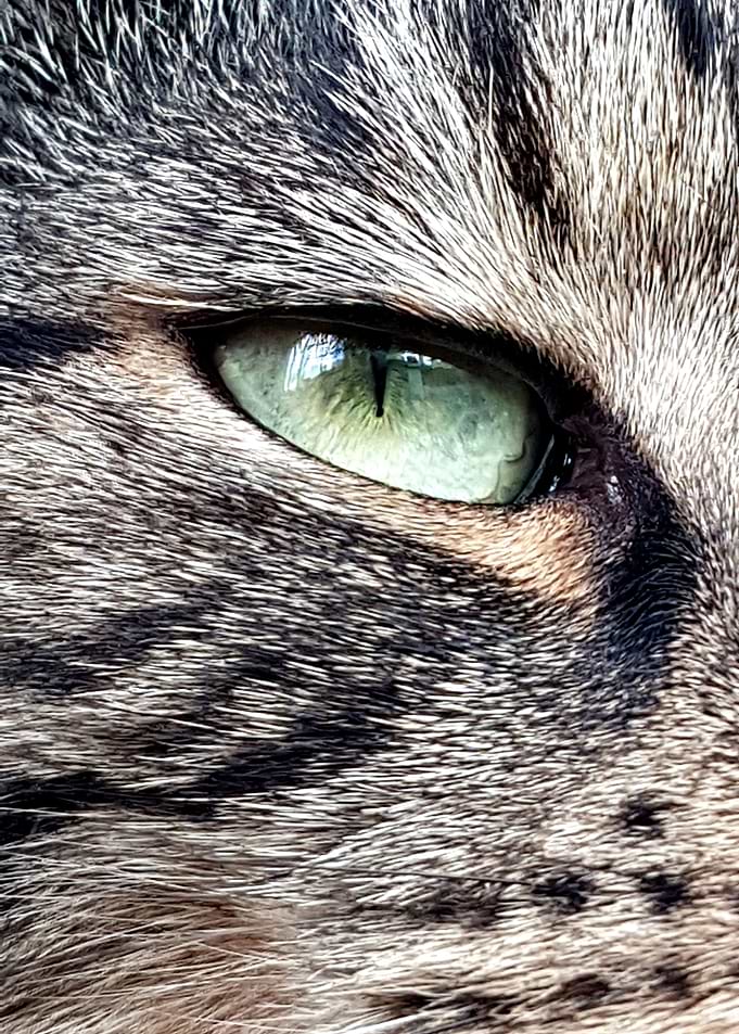 angry kitty