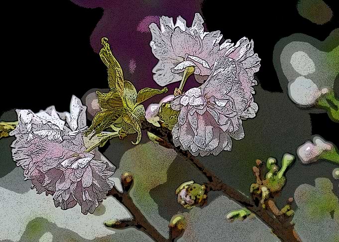 cherryblossomjapan
