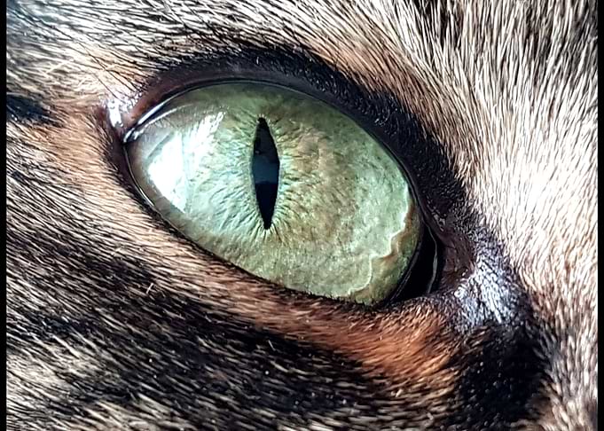 eye of the Kitty