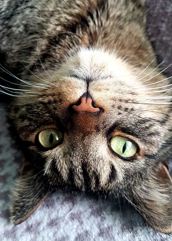 Fabulous Kitty
