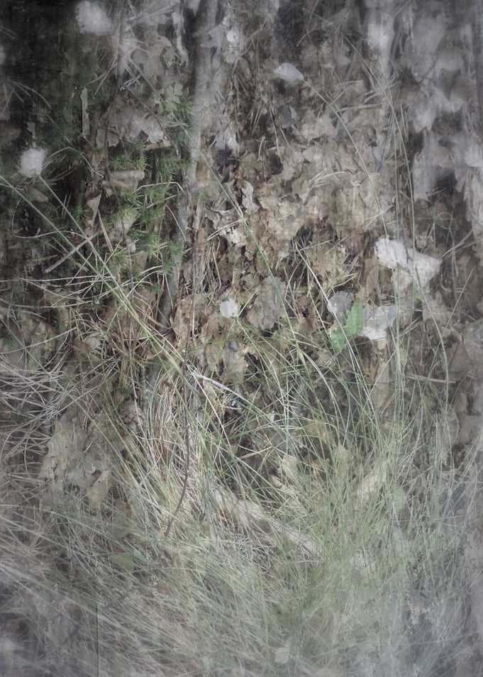 forest song