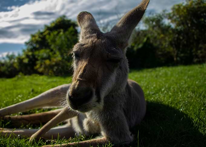 Kangaroo
