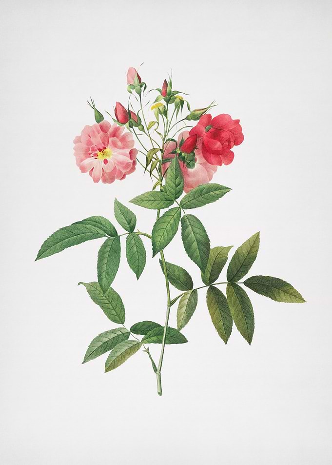 Hudson Rose