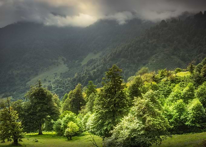 Georgia Landscape