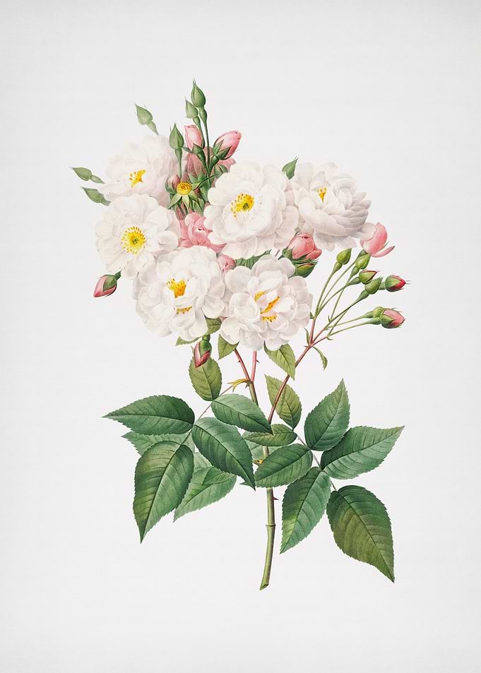 Flowering Rosebush